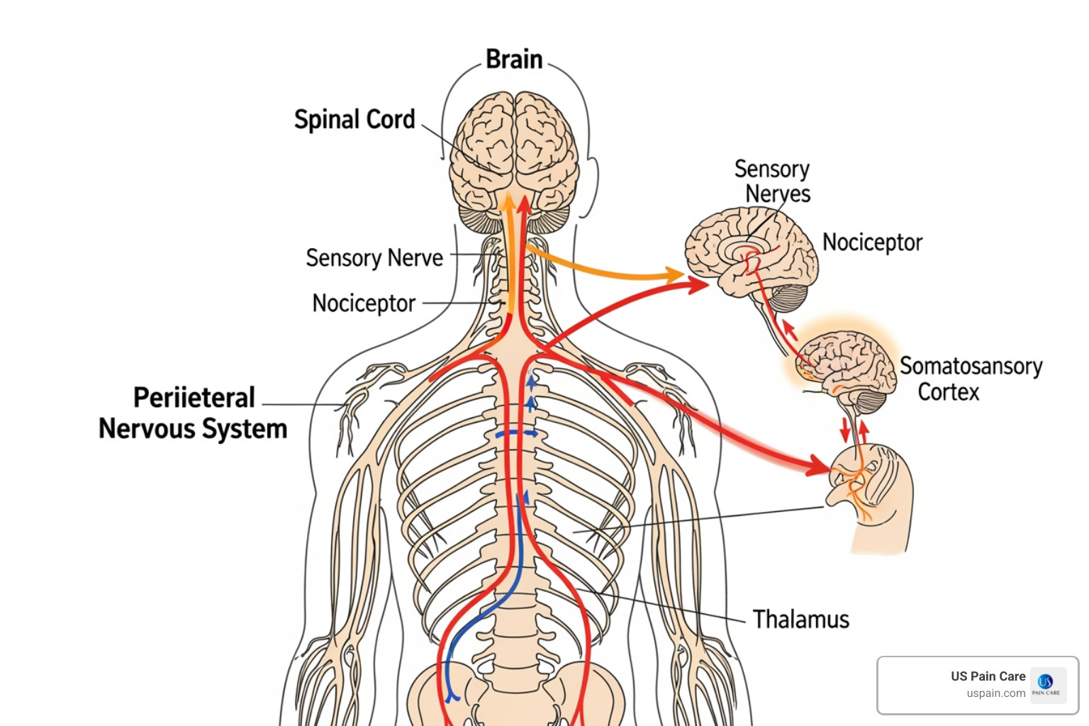 simplified diagram of the nervous system showing pain signals - relief for chronic pain