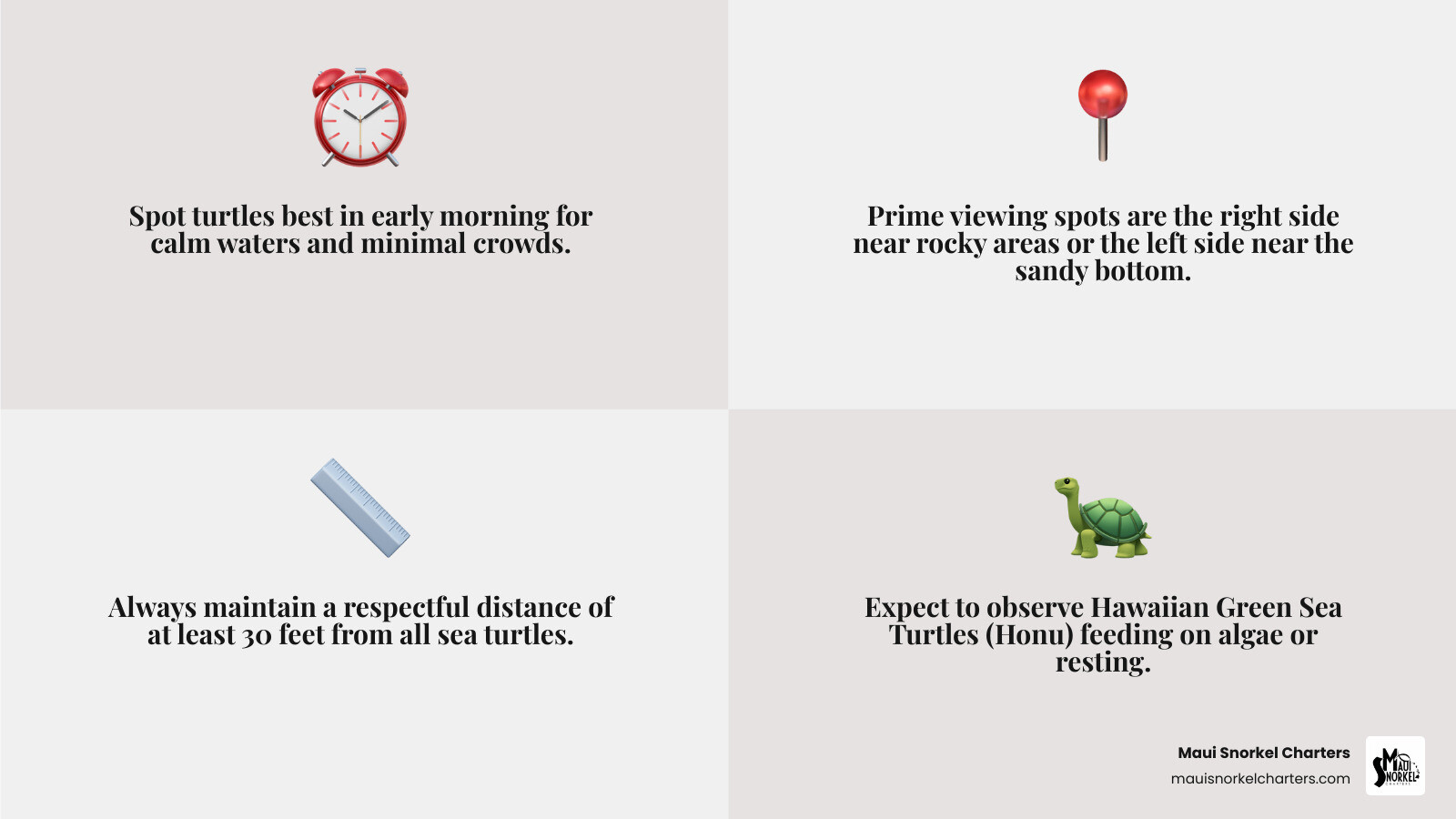 infographic showing 5 quick facts about spotting turtles in Kapalua Bay including best viewing times, prime locations within the bay, required viewing distance, common turtle behaviors, and what makes Kapalua Bay ideal turtle habitat - kapalua bay turtles infographic 4_facts_emoji_grey infographic showing 5 quick facts about spotting turtles in Kapalua Bay including best viewing times, prime locations within the bay, required viewing distance, common turtle behaviors, and what makes Kapalua Bay ideal turtle habitat - kapalua bay turtles infographic 4_facts_emoji_grey
