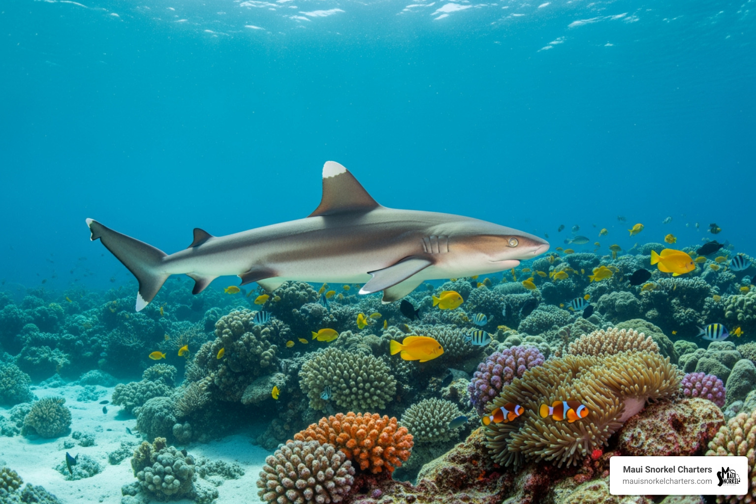Whitetip reef shark in coral reef - kapalua bay sharks Whitetip reef shark in coral reef - kapalua bay sharks