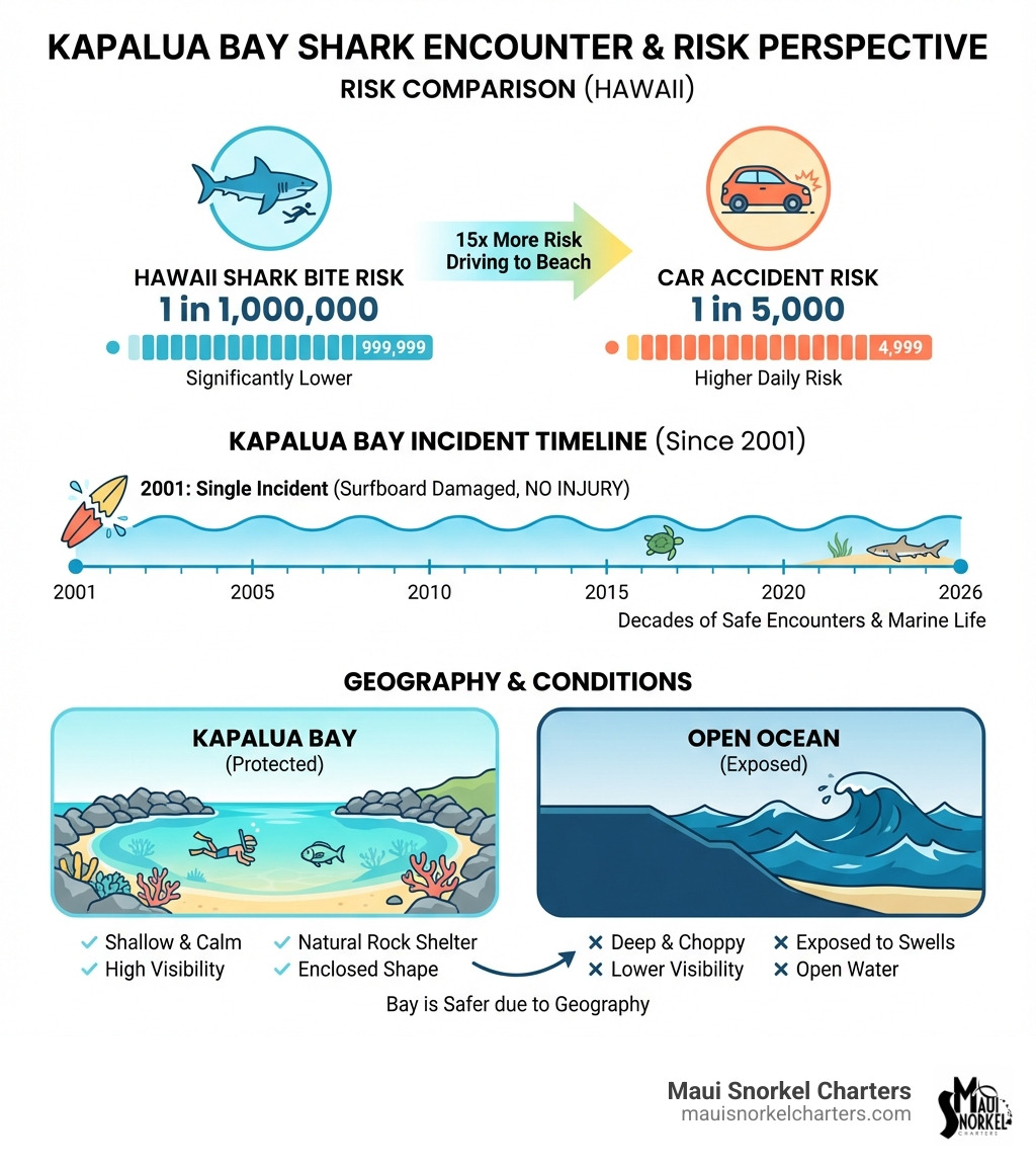 Infographic showing Kapalua Bay shark encounter statistics compared to other risks: 1 in 1 million shark bite risk in Hawaii vs 1 in 5,000 car accident risk, plus timeline showing only one incident at Kapalua Bay since 2001 with no injury, and visual comparison of bay's protected geography versus open ocean conditions - kapalua bay sharks infographic Infographic showing Kapalua Bay shark encounter statistics compared to other risks: 1 in 1 million shark bite risk in Hawaii vs 1 in 5,000 car accident risk, plus timeline showing only one incident at Kapalua Bay since 2001 with no injury, and visual comparison of bay's protected geography versus open ocean conditions - kapalua bay sharks infographic
