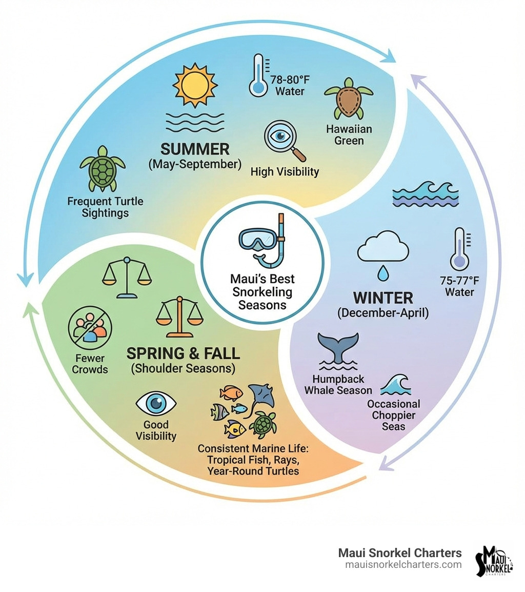 Infographic showing Maui's best snorkeling seasons: Summer (May-September) features calmest conditions, 78-80°F water, and high visibility with frequent turtle sightings; Winter (December-April) offers cooler 75-77°F water, occasional choppier seas, but includes humpback whale season; Spring and Fall shoulder seasons provide excellent balance with fewer crowds, good visibility, and consistent marine life encounters including tropical fish, rays, and year-round turtles - Maui snorkel reviews infographic 