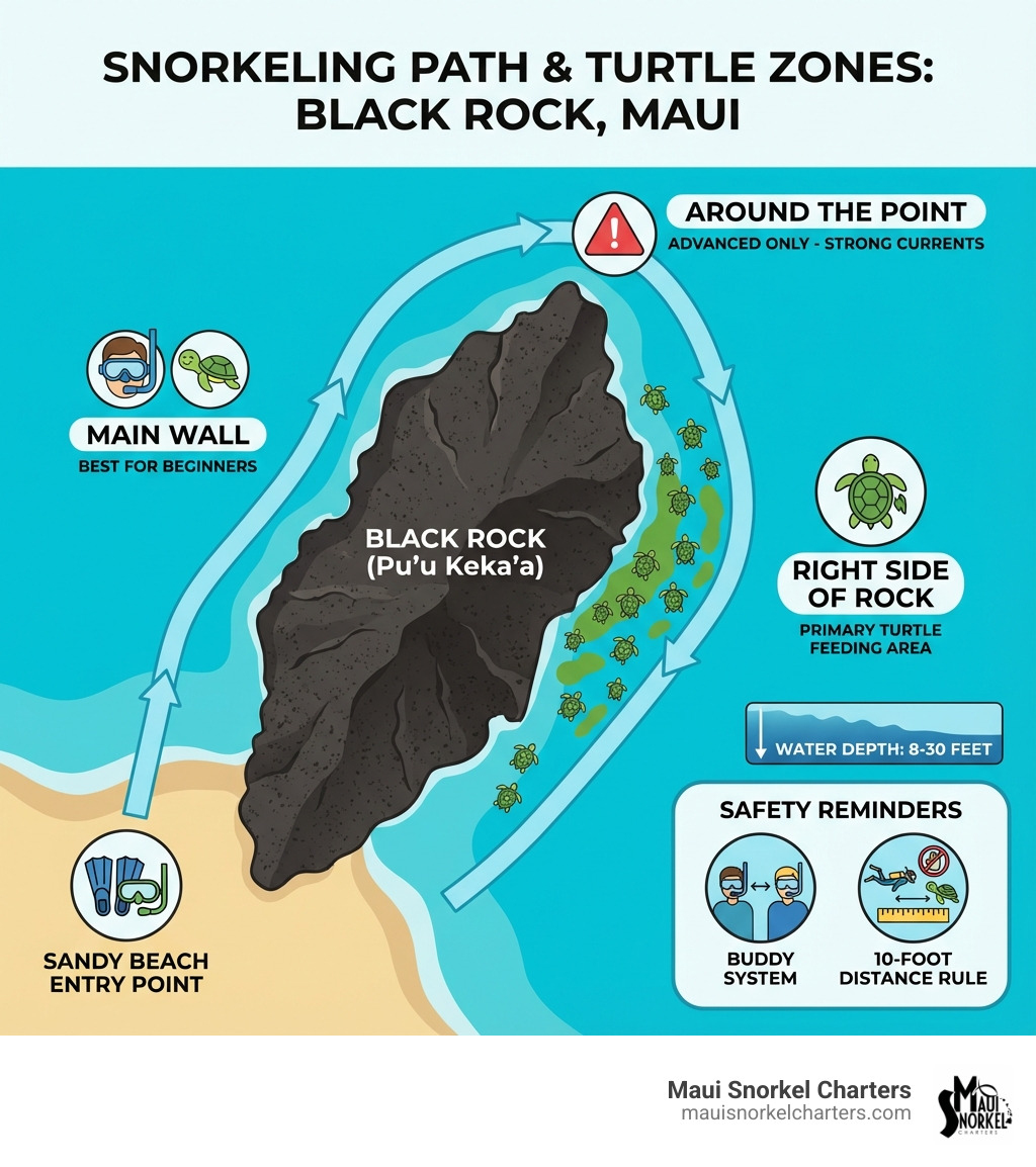 Infographic showing the snorkeling path around Black Rock with labeled areas: Sandy Beach Entry Point, Main Wall (Best for Beginners), Right Side of Rock (Primary Turtle Feeding Area), Around the Point (Advanced Only - Strong Currents), Water Depth ranges from 8-30 feet, and Safety Reminders including 10-foot distance rule and buddy system - black rock beach maui turtles infographic Infographic showing the snorkeling path around Black Rock with labeled areas: Sandy Beach Entry Point, Main Wall (Best for Beginners), Right Side of Rock (Primary Turtle Feeding Area), Around the Point (Advanced Only - Strong Currents), Water Depth ranges from 8-30 feet, and Safety Reminders including 10-foot distance rule and buddy system - black rock beach maui turtles infographic