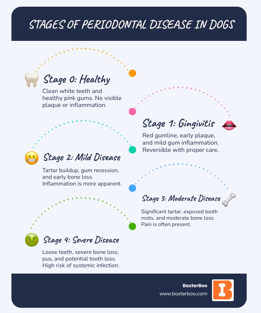 Infographic showing the progression of periodontal disease in dogs from Stage 0 (healthy pink gums and clean white teeth) to Stage 1 (gingivitis with red gumline and early plaque) to Stage 2 (mild periodontal disease with tartar buildup and gum recession) to Stage 3 (moderate disease with exposed tooth roots and bone loss) to Stage 4 (severe disease with loose teeth, significant bone loss, and potential tooth loss) - bad teeth in dogs infographic infographic-line-5-steps-blues-accent_colors Infographic showing the progression of periodontal disease in dogs from Stage 0 (healthy pink gums and clean white teeth) to Stage 1 (gingivitis with red gumline and early plaque) to Stage 2 (mild periodontal disease with tartar buildup and gum recession) to Stage 3 (moderate disease with exposed tooth roots and bone loss) to Stage 4 (severe disease with loose teeth, significant bone loss, and potential tooth loss) - bad teeth in dogs infographic infographic-line-5-steps-blues-accent_colors