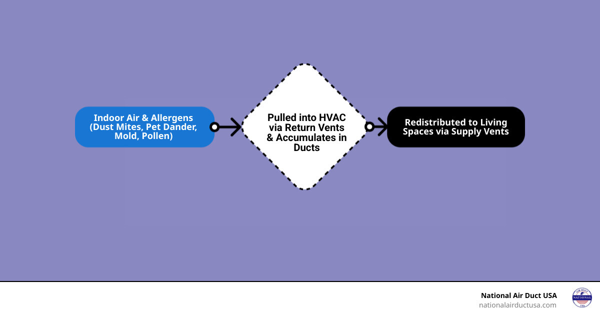 infographic showing how an HVAC system draws air from return vents through ductwork where allergens like dust mites, pet dander, mold spores, and pollen accumulate, then redistributes this air through supply vents into living spaces 5-7 times daily, creating a cycle of allergen exposure - allergy relief duct cleaning infographic flowmap_simple