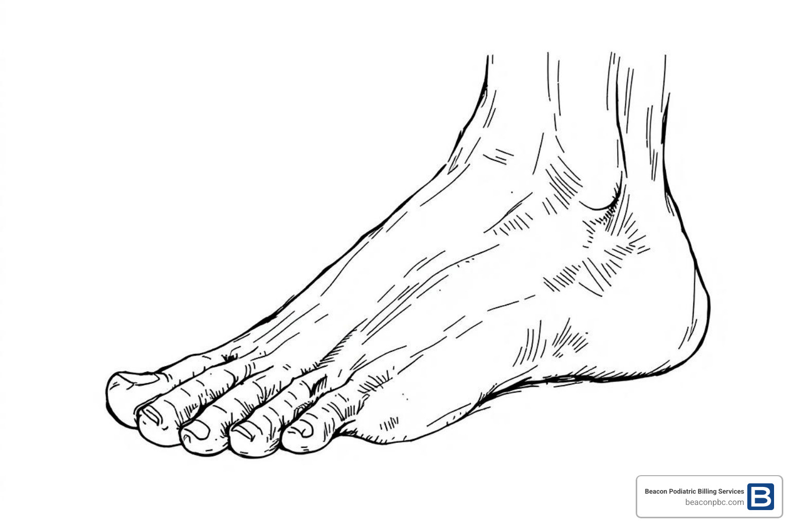 Diagram showing how modifiers apply to different toes on a foot - foot and ankle billing