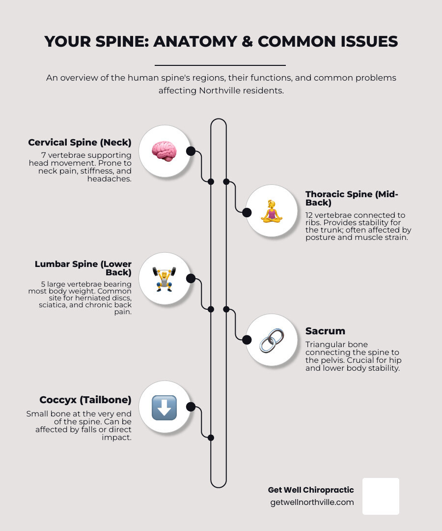 infographic showing human spine anatomy with labeled sections: cervical spine (neck), thoracic spine (mid-back), lumbar spine (lower back), sacrum, and coccyx, plus common problem areas like herniated discs and pinched nerves - Northville spinal health infographic infographic-line-5-steps-elegant_beige