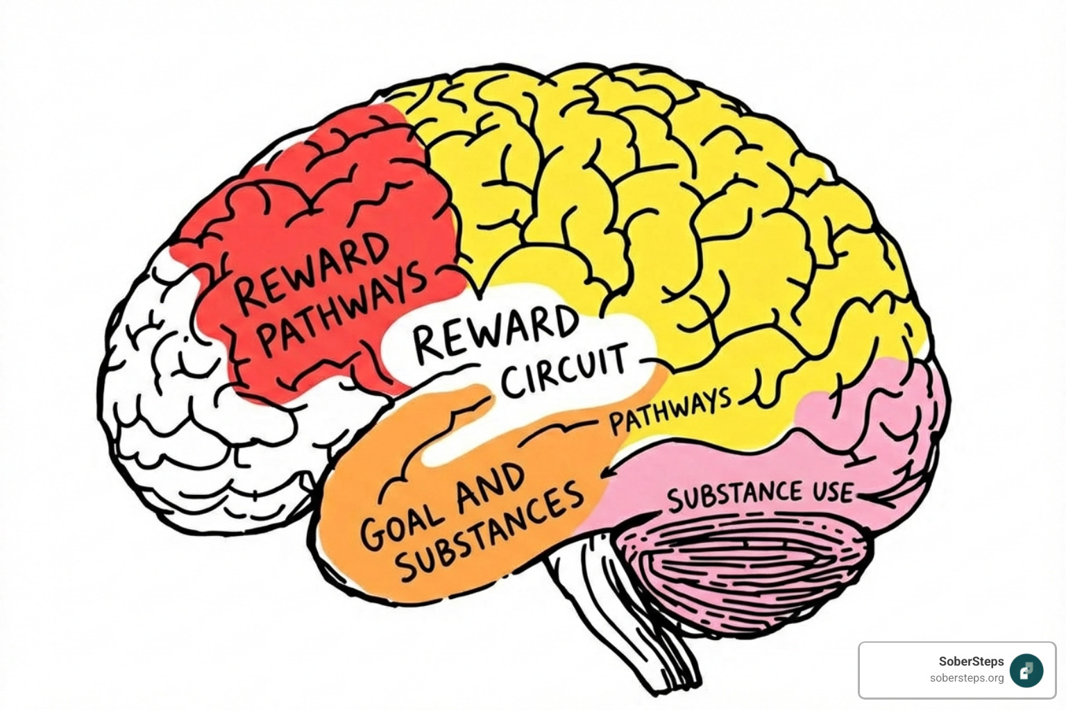 Illustration of the brain's reward pathways highlighting areas affected by substance use - medication assisted treatment