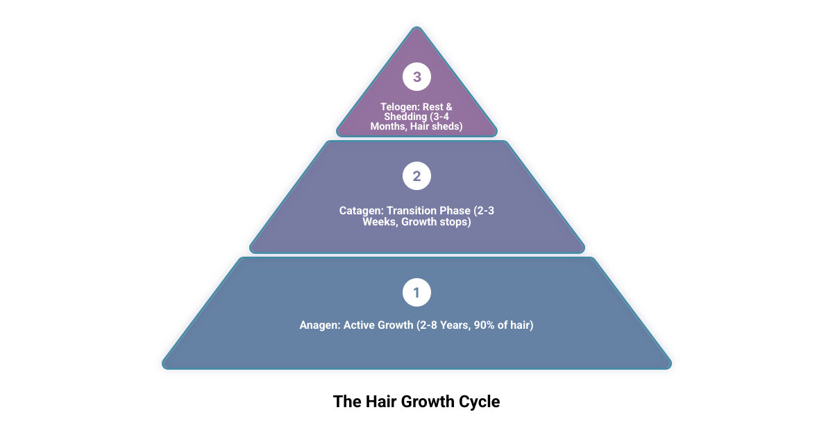 infographic showing three stages of hair growth cycle - Hair thinning women infographic 3_stage_pyramid