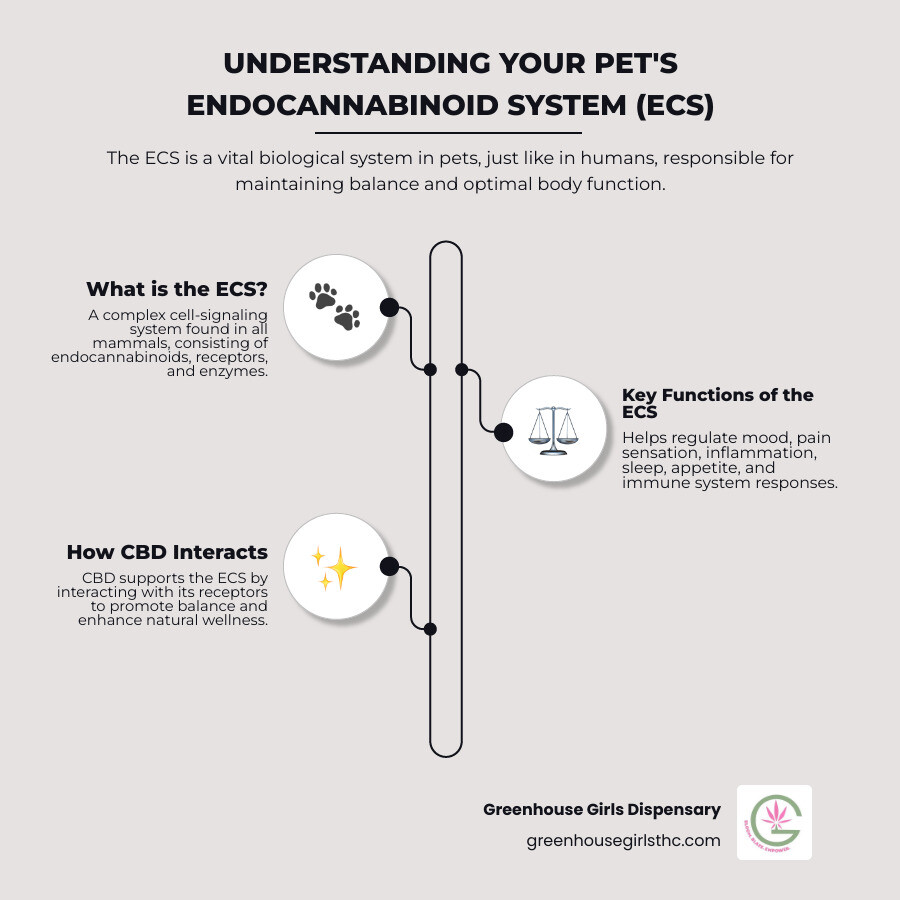 Infographic showing the endocannabinoid system in dogs and cats, illustrating cannabinoid receptors throughout the body including the brain, digestive tract, immune system, and joints, with arrows showing how CBD interacts with these receptors to support balance and wellness - 5 mg cbd pet treats infographic infographic-line-3-steps-elegant_beige