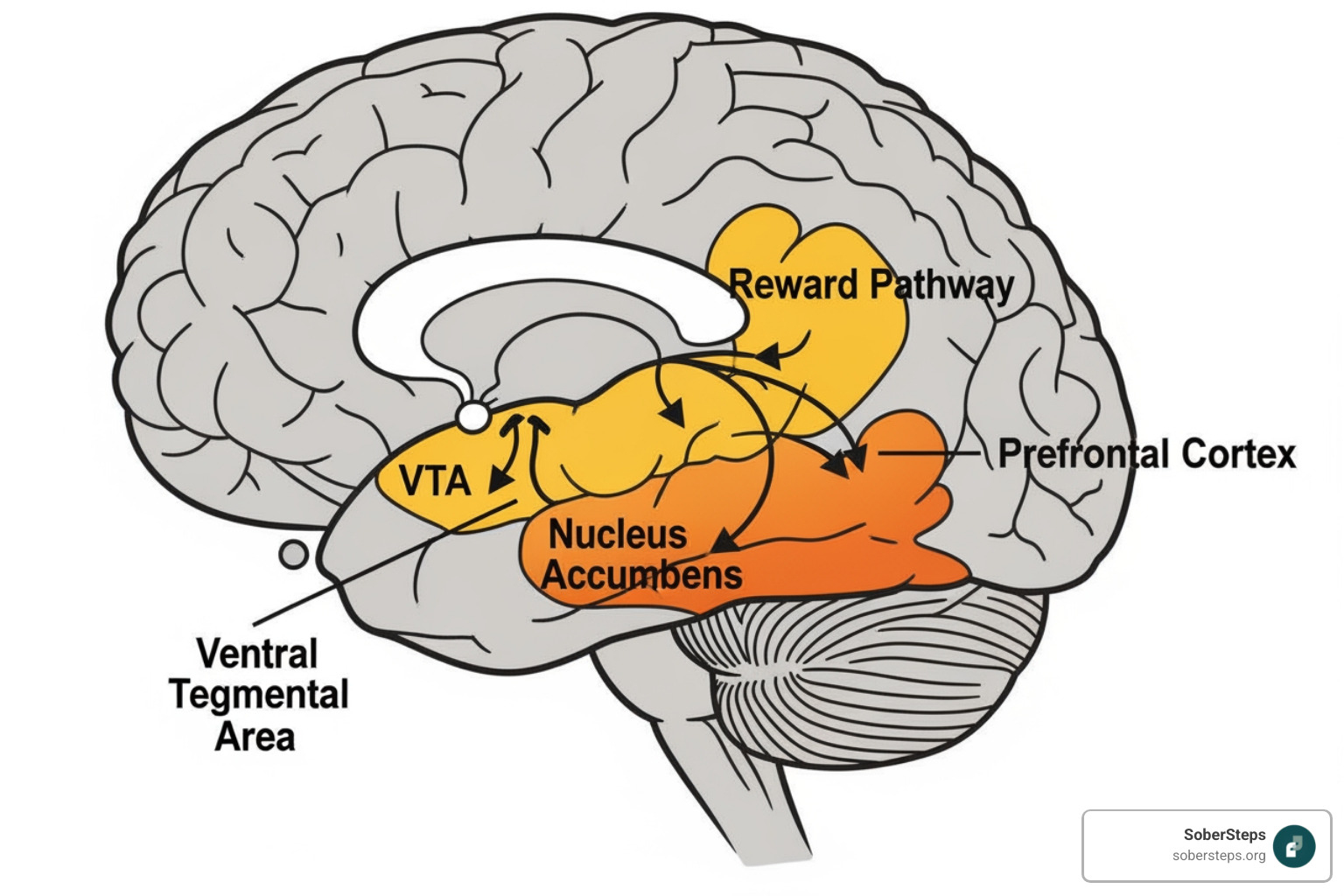 simplified brain diagram showing the reward pathway - drug rehabilitation information