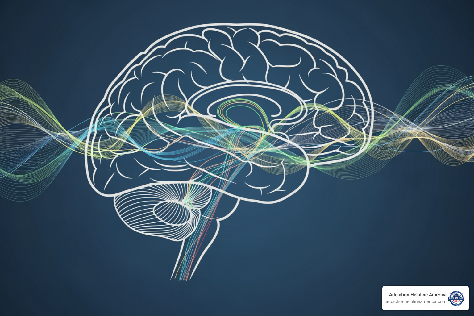 simplified brain diagram showing neurotransmitter pathways - Effects of drug withdrawal