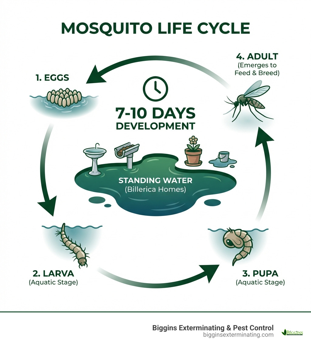 Infographic showing the mosquito life cycle from eggs laid in standing water, through larval and pupal stages in water, to adult mosquitoes emerging to feed and breed, with typical timeframes of 7-10 days for development and breeding sites including birdbaths, gutters, flowerpots, and any standing water around Billerica homes - mosquito control Billerica MA infographic 