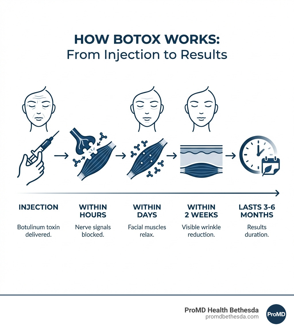 Infographic showing how Botox works: botulinum toxin blocks nerve signals to facial muscles, causing them to relax and smooth overlying wrinkles. Timeline shows injection, nerve signal blocking within hours, muscle relaxation within days, and visible wrinkle reduction within 2 weeks lasting 3-6 months - botox bethesda infographic Infographic showing how Botox works: botulinum toxin blocks nerve signals to facial muscles, causing them to relax and smooth overlying wrinkles. Timeline shows injection, nerve signal blocking within hours, muscle relaxation within days, and visible wrinkle reduction within 2 weeks lasting 3-6 months - botox bethesda infographic