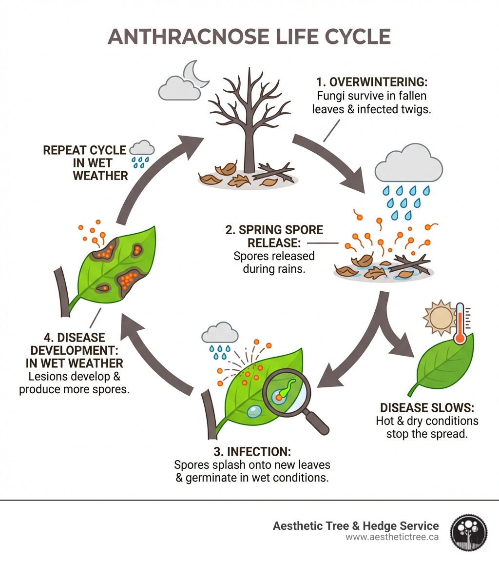Infographic showing the anthracnose life cycle: fungi overwinter in fallen leaves and infected twigs, spores are released during spring rains, spores splash onto new leaves and germinate in wet conditions, lesions develop and produce more spores, cycle repeats throughout wet weather, disease slows when conditions become hot and dry - anthracnose fungal disease infographic 