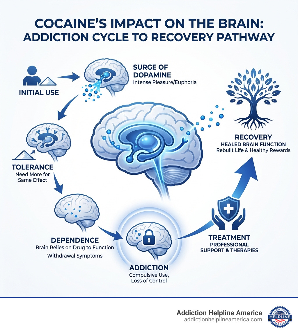 Infographic showing how cocaine affects the brain's dopamine reward system, illustrating the cycle from initial use to tolerance, dependence, and addiction, with arrows showing the pathway to recovery through treatment - cocaine addiction treatment infographic Infographic showing how cocaine affects the brain's dopamine reward system, illustrating the cycle from initial use to tolerance, dependence, and addiction, with arrows showing the pathway to recovery through treatment - cocaine addiction treatment infographic