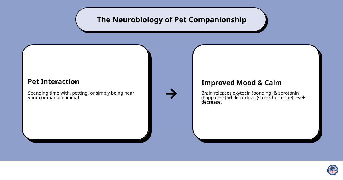 Infographic showing the biological effects of pet companionship: brain releasing oxytocin (bonding hormone) and serotonin (happiness chemical) while cortisol (stress hormone) levels decrease, with icons of a person petting a dog and corresponding neurotransmitter symbols - pet friendly inpatient depression infographic cause_effect_text Infographic showing the biological effects of pet companionship: brain releasing oxytocin (bonding hormone) and serotonin (happiness chemical) while cortisol (stress hormone) levels decrease, with icons of a person petting a dog and corresponding neurotransmitter symbols - pet friendly inpatient depression infographic cause_effect_text