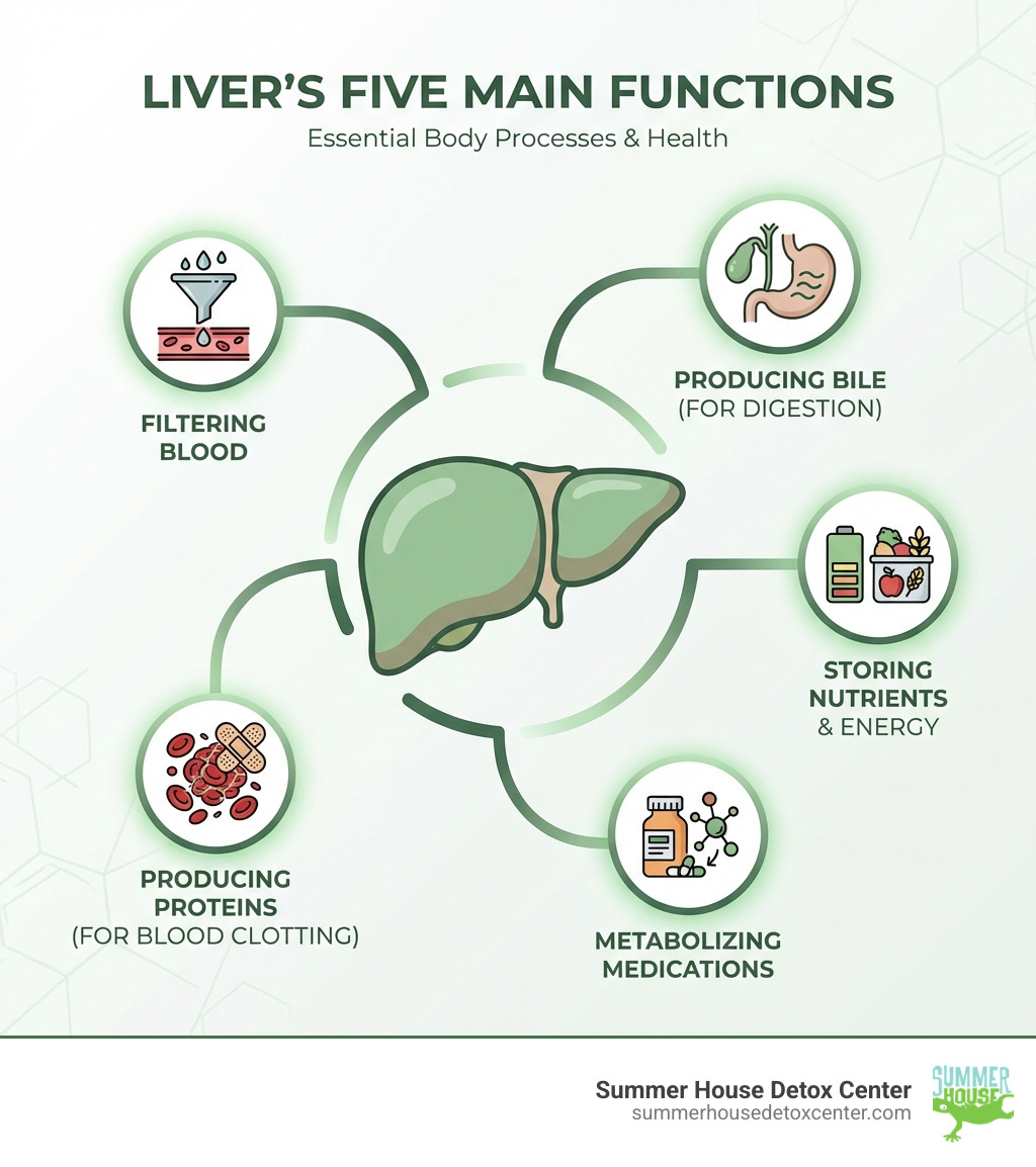 infographic showing the liver's five main functions: filtering blood, producing bile for digestion, storing nutrients and energy, metabolizing medications, and producing proteins for blood clotting - how to detox your liver from alcohol infographic 