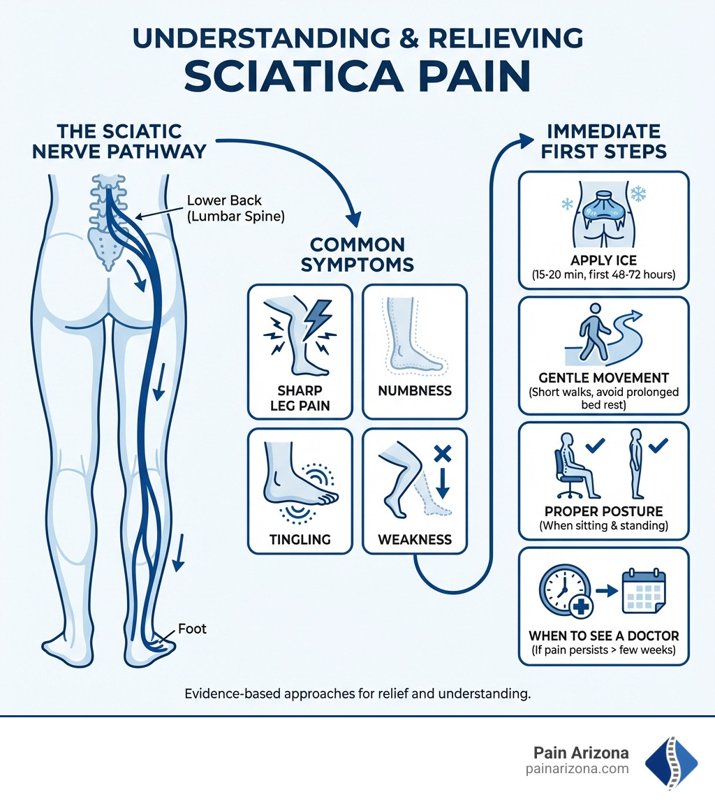 Infographic showing the sciatic nerve pathway from lower back to foot, common symptoms including sharp leg pain, numbness, tingling, and weakness, and immediate first steps: apply ice, gentle movement, proper posture, and when to see a doctor - how to relieve sciatica pain infographic 