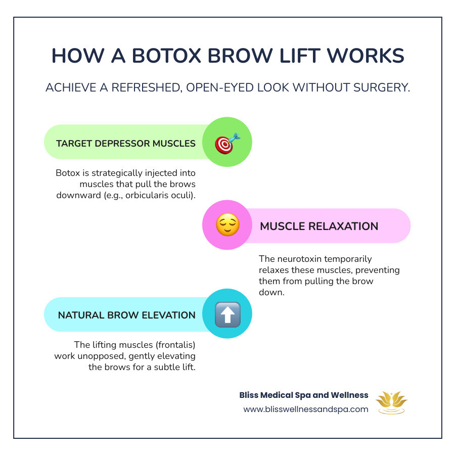 infographic showing before and after brow position with arrows indicating how Botox relaxes depressor muscles like orbicularis oculi allowing frontalis muscle to lift brows creating more open eye appearance with typical results timeline and duration - Botox brow lift Phoenix infographic infographic-line-3-steps-colors