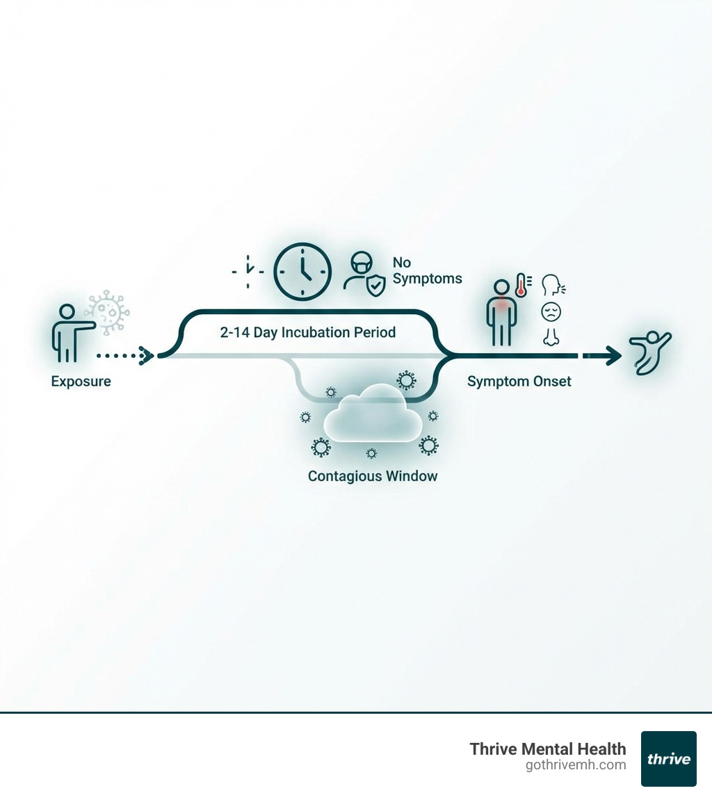 Detailed infographic explaining the COVID-19 infection timeline: from exposure and the 2-14 day incubation period to the contagious window and symptom onset - covid-19 infographic 