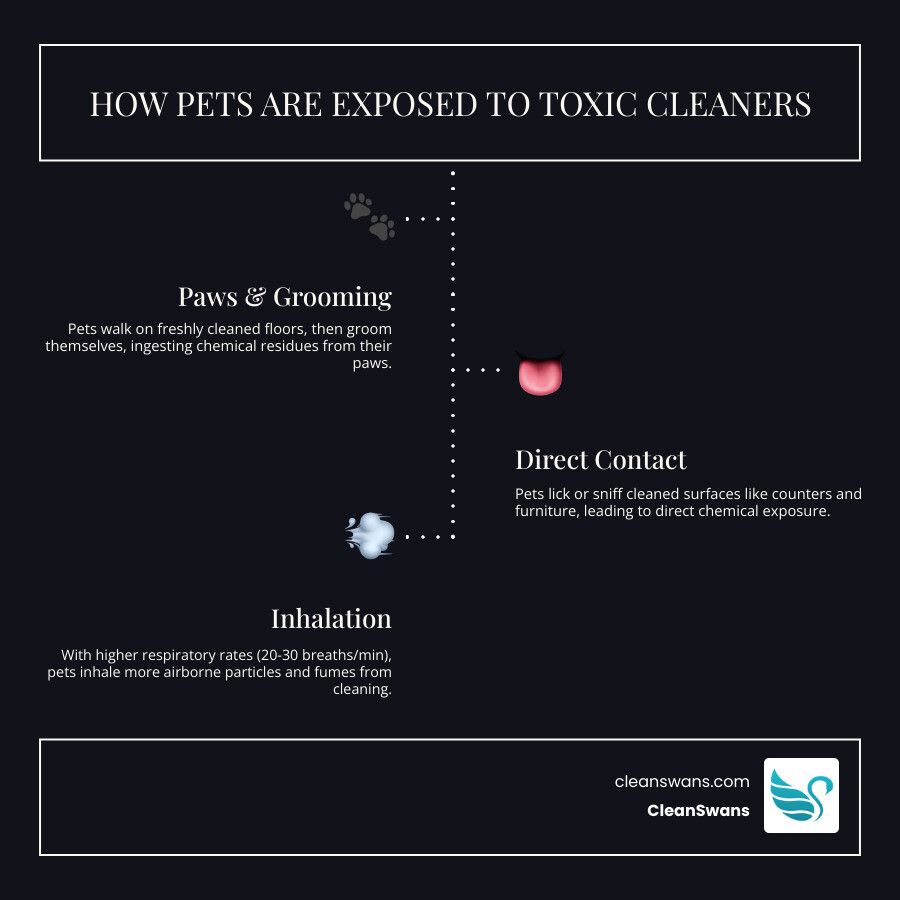 infographic showing pet exposure risks - non toxic cleaning products for pets infographic infographic-line-3-steps-dark