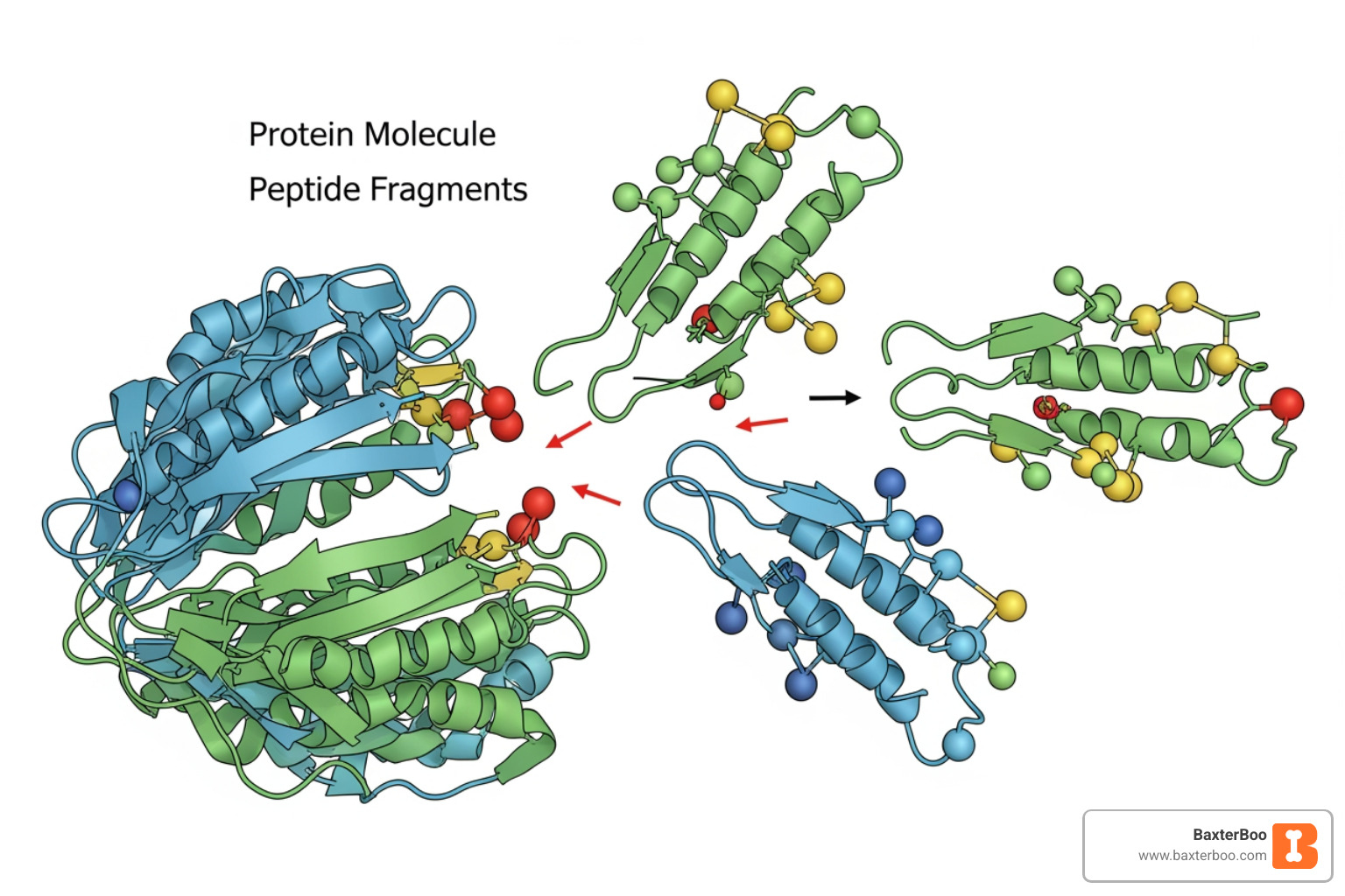 diagram showing large protein broken into small peptides - Hydrolyzed protein cat food diagram showing large protein broken into small peptides - Hydrolyzed protein cat food