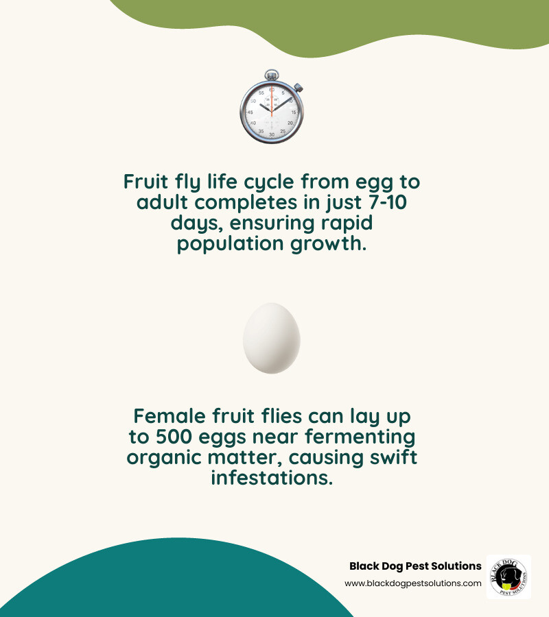 Infographic showing the fruit fly life cycle from egg to adult in 7-10 days, highlighting rapid breeding potential with female flies laying up to 500 eggs near fermenting organic matter in drains and garbage areas - commercial fruit fly control infographic 2_facts_emoji_nature Infographic showing the fruit fly life cycle from egg to adult in 7-10 days, highlighting rapid breeding potential with female flies laying up to 500 eggs near fermenting organic matter in drains and garbage areas - commercial fruit fly control infographic 2_facts_emoji_nature