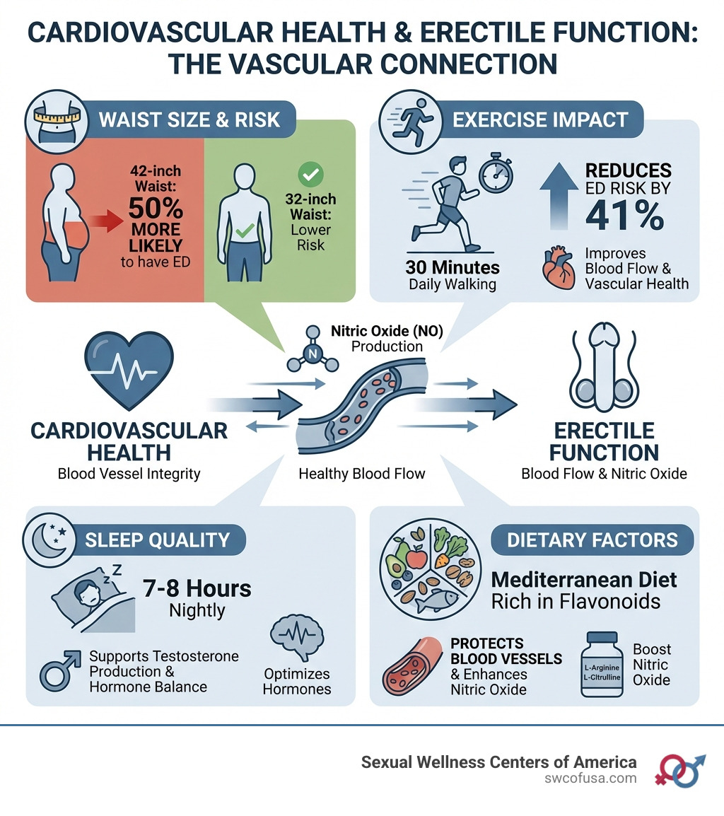 infographic showing the connection between cardiovascular health and erectile function, including statistics on waist size, exercise impact, sleep quality, and dietary factors that influence blood vessel health and nitric oxide production - erectile dysfunction natural treatment infographic infographic showing the connection between cardiovascular health and erectile function, including statistics on waist size, exercise impact, sleep quality, and dietary factors that influence blood vessel health and nitric oxide production - erectile dysfunction natural treatment infographic