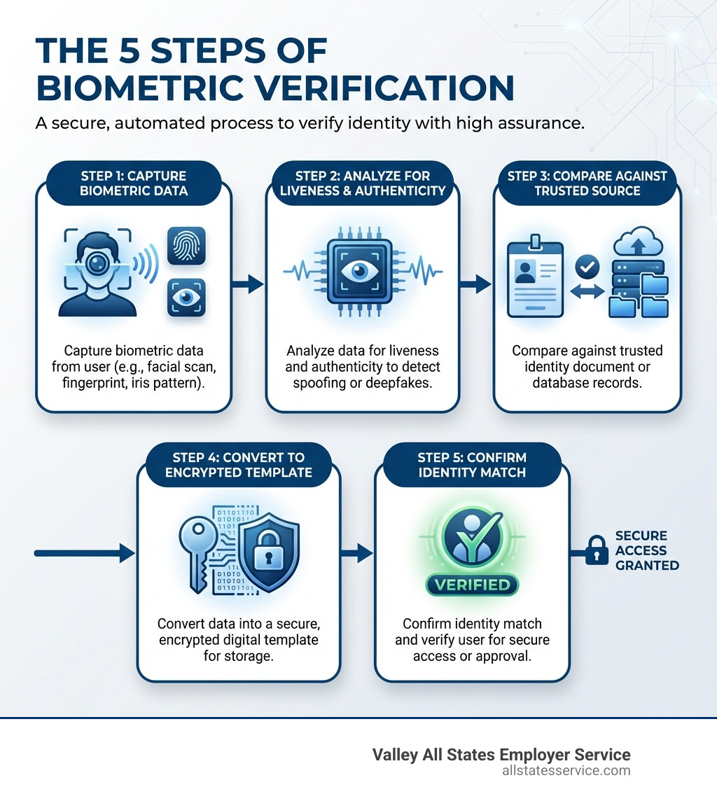 infographic showing the five steps of biometric verification: capture biometric data from user, analyze data for liveness and authenticity, compare against trusted identity document or database, convert to encrypted digital template, and confirm identity match - biometric id check infographic 