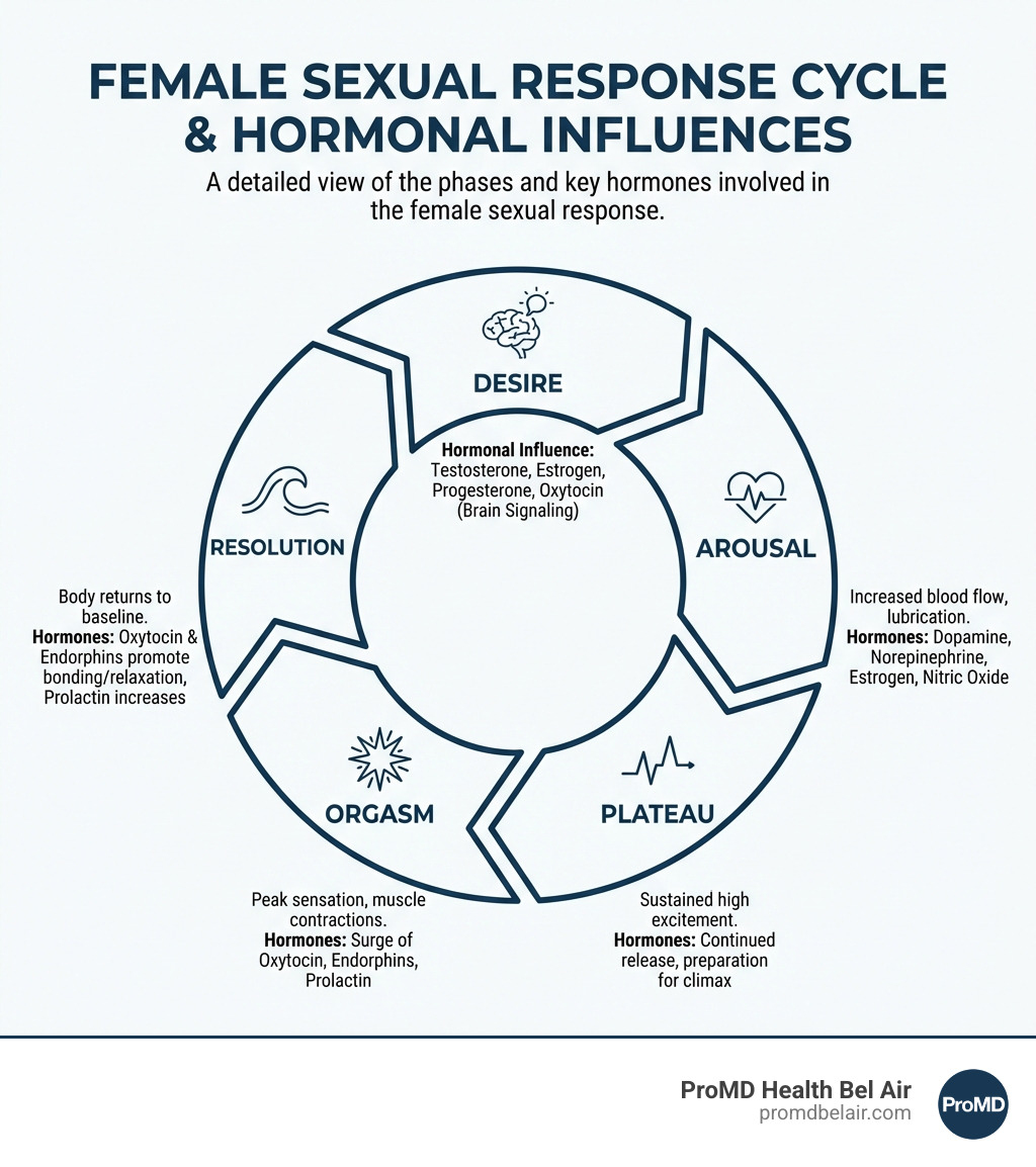 detailed infographic showing the female sexual response cycle including desire, arousal, plateau, orgasm, and resolution phases with hormonal influences at each stage - Female libido enhancement infographic 