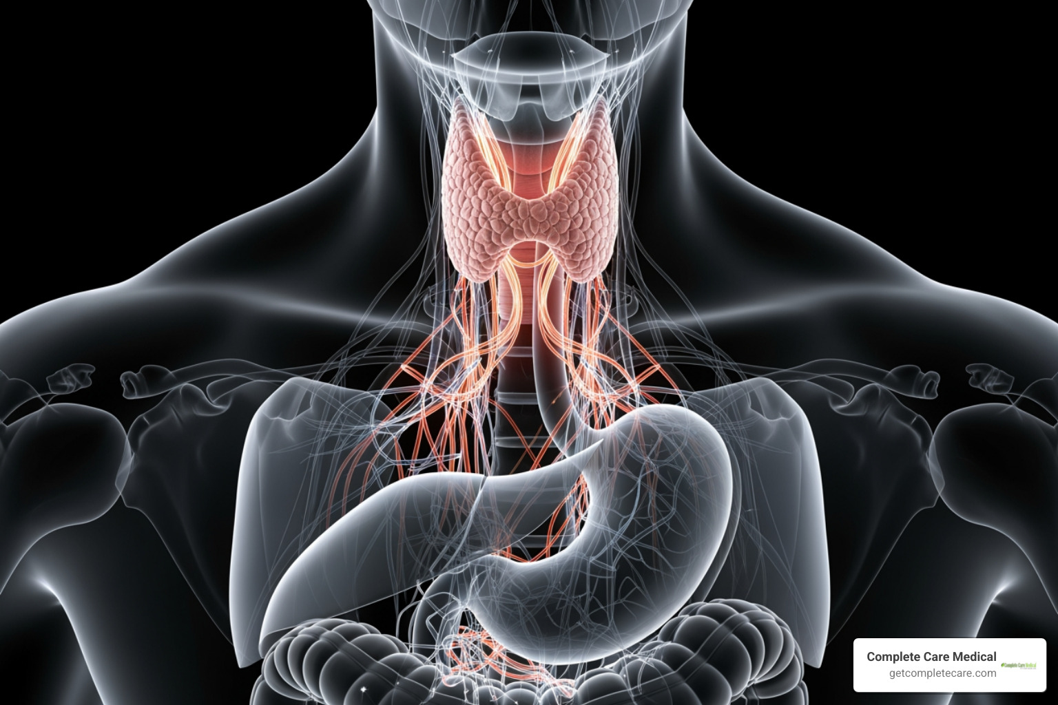 thyroid and digestive system - probiotic thyroid gut support