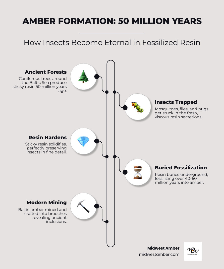 Infographic showing the 50-million-year amber formation process: ancient coniferous forests around the Baltic Sea producing resin, insects becoming trapped in sticky secretions, resin hardening and fossilizing underground over 45-50 million years, modern mining and crafting into authentic insect amber brooches with sterling silver or gold-plated settings - insect amber brooch infographic infographic-line-5-steps-elegant_beige