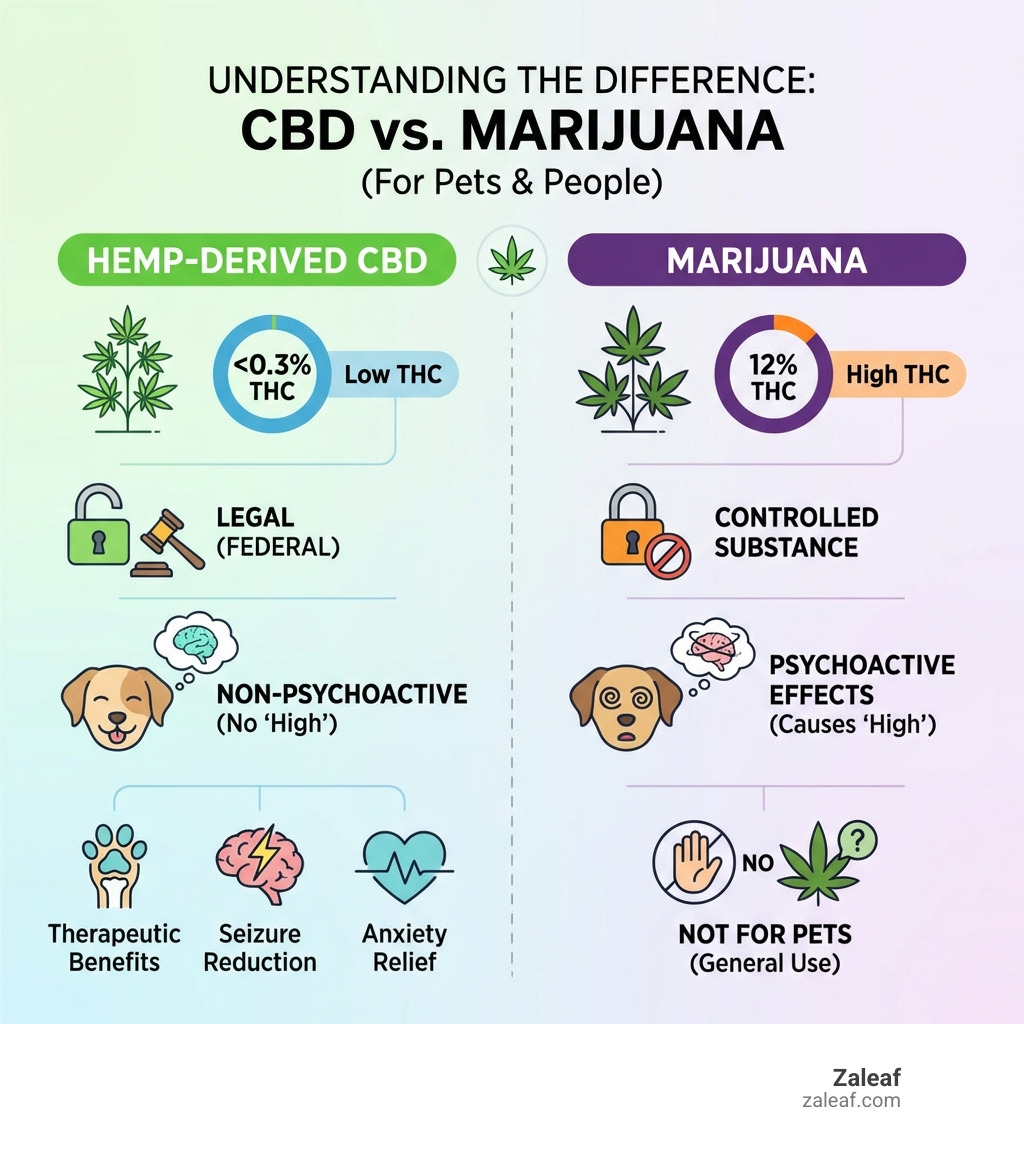 infographic comparing hemp-derived CBD (0.3% THC, legal, non-psychoactive, therapeutic benefits) versus marijuana (12% THC, controlled substance, psychoactive effects) - cbd oil for dogs infographic infographic comparing hemp-derived CBD (0.3% THC, legal, non-psychoactive, therapeutic benefits) versus marijuana (12% THC, controlled substance, psychoactive effects) - cbd oil for dogs infographic