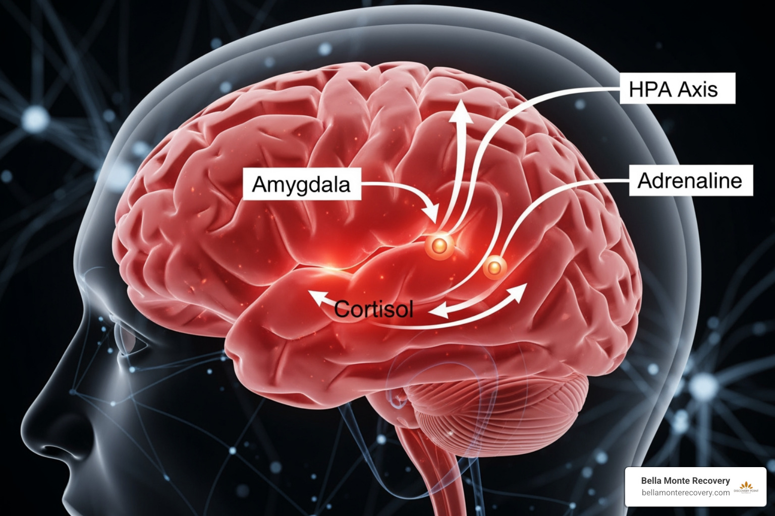 brain's stress response - trauma mental health
