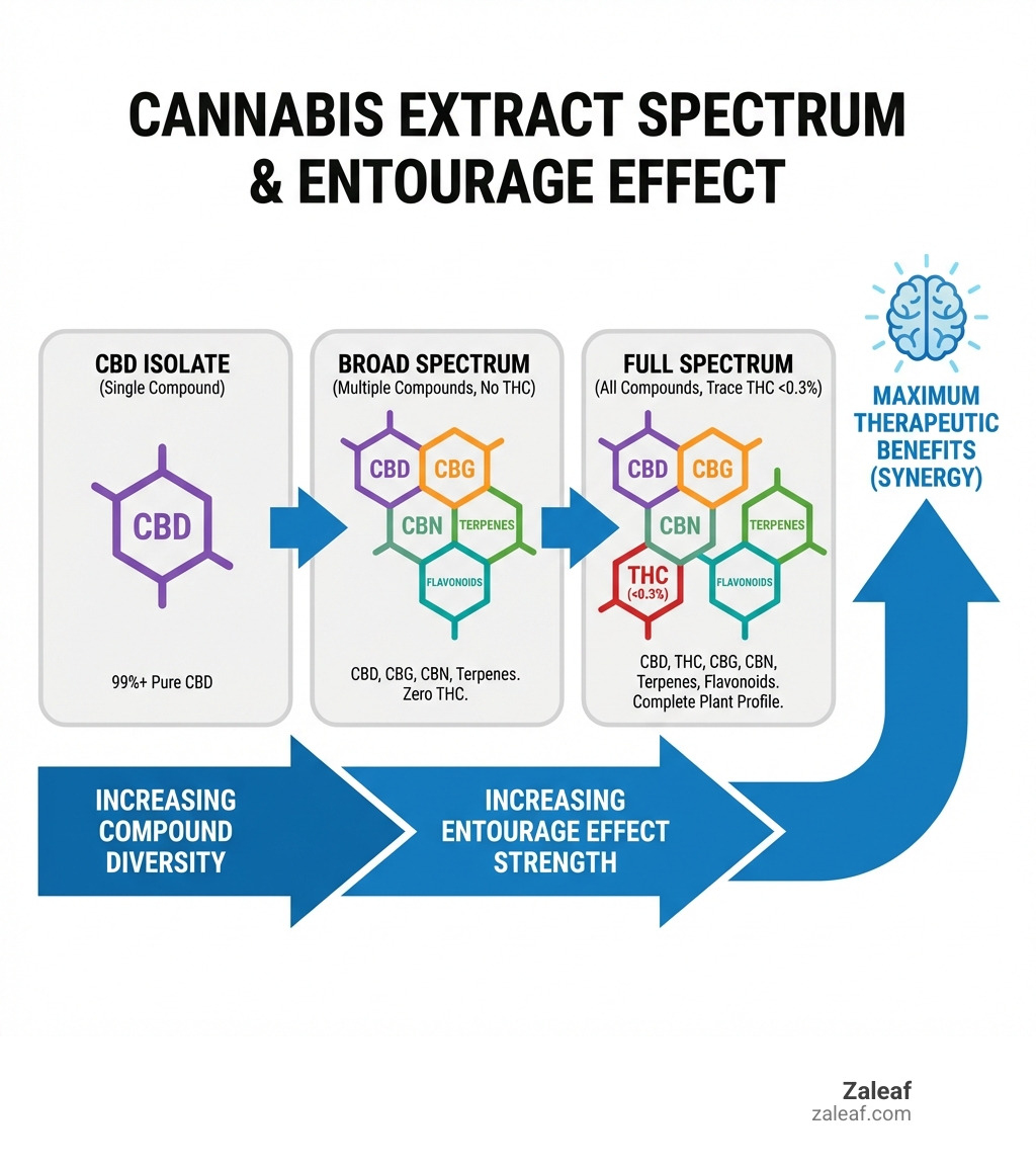 infographic showing the cannabis extract spectrum from CBD isolate (single compound) to broad spectrum (multiple compounds, no THC) to full spectrum (all plant compounds including trace THC under 0.3%), with arrows indicating increasing compound diversity and entourage effect strength - full spectrum vape infographic 