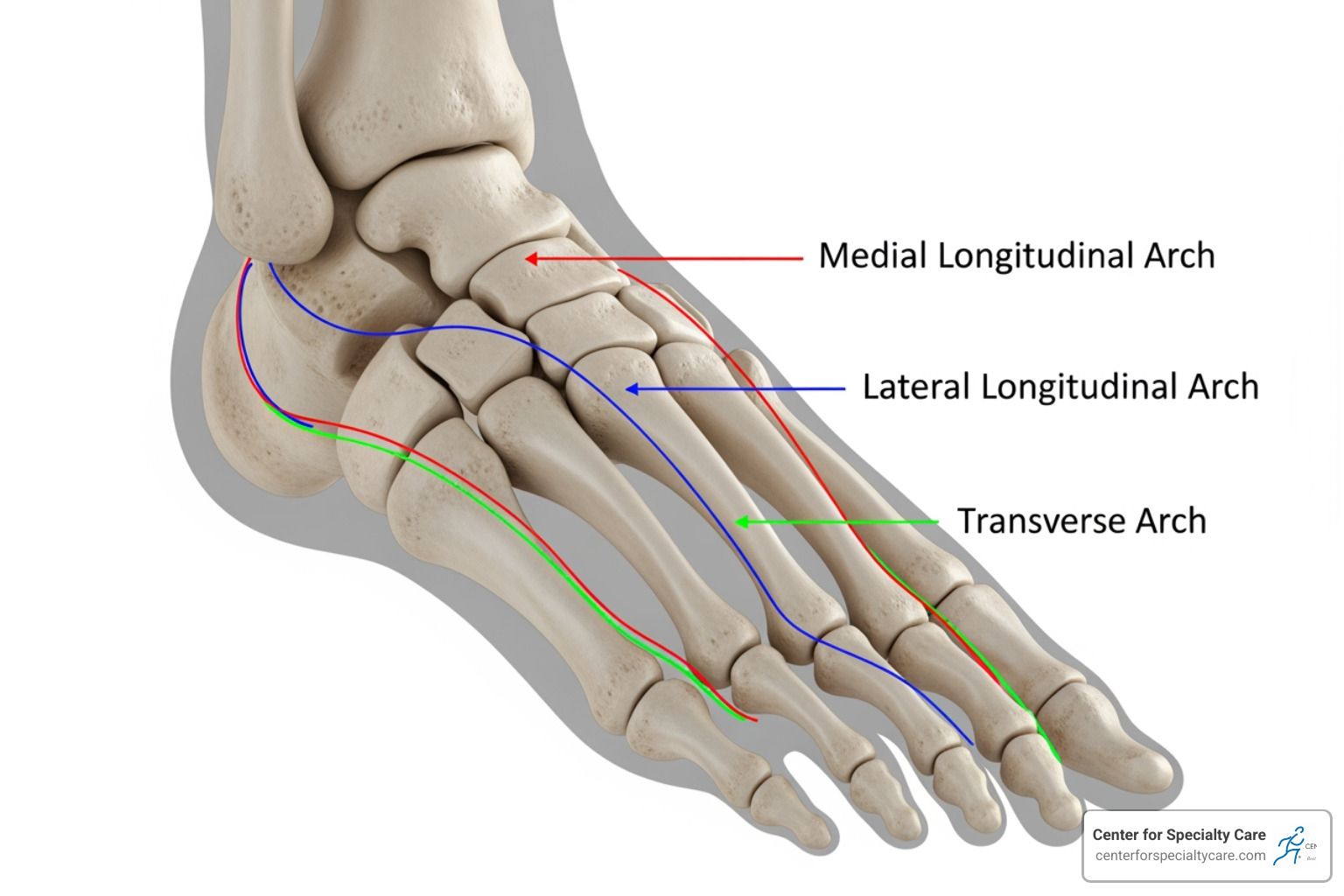 anatomical structure of human foot bones showing the arches - foot arch support