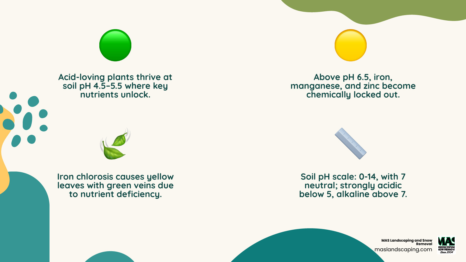 Infographic showing the soil pH scale from 0 to 14, with zones labeled: strongly acidic (0-5), optimal for acid-loving plants like blueberries and azaleas (4.5-5.5), optimal for most garden plants (6.0-7.0), neutral (7.0), and alkaline (7.0-14). Arrows show which nutrients become available or locked out at each pH range, including iron, manganese, and zinc becoming unavailable above pH 6.5, and a visual showing iron chlorosis symptoms on yellowing leaves with green veins. - acid plants soil additives infographic 4_facts_emoji_nature