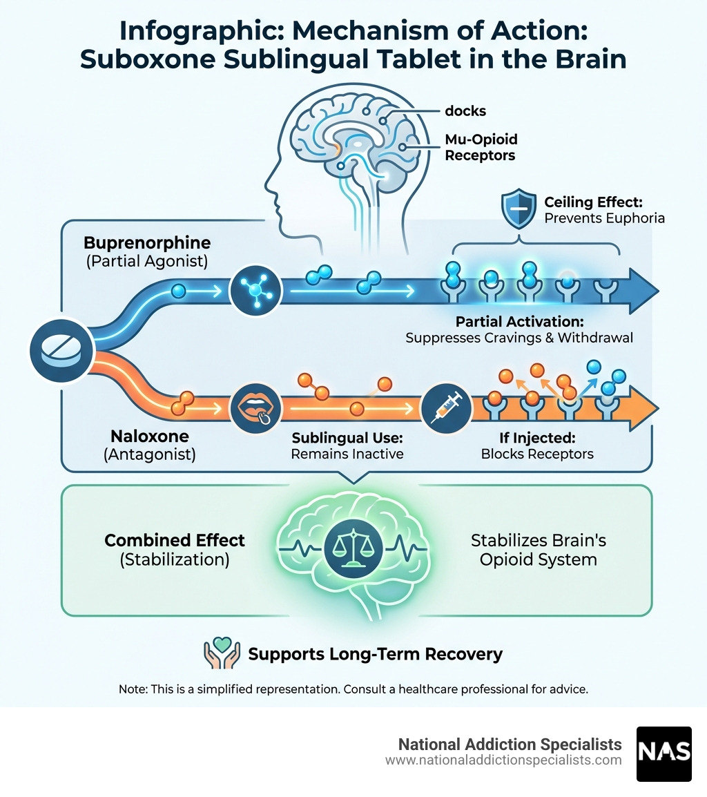 Infographic showing how Suboxone sublingual tablet works in the brain: buprenorphine partially activates mu-opioid receptors to suppress cravings and withdrawal, with a ceiling effect preventing euphoria; naloxone remains inactive sublingually but blocks receptors if injected; combined effect stabilizes the brain's opioid system and supports recovery - suboxone sublingual tablet infographic 
