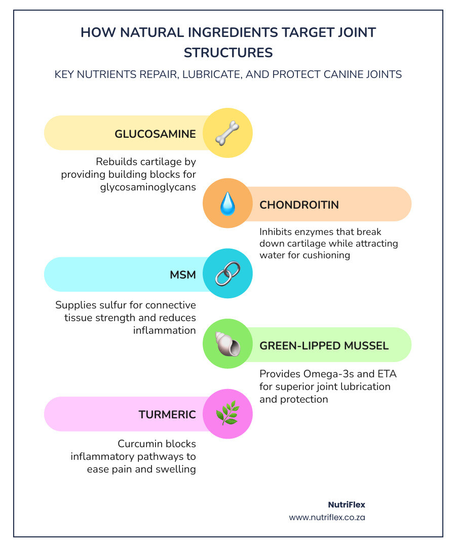 Infographic Showing Canine Joint Anatomy Including Cartilage Layers, Synovial Fluid, And How Common Natural Ingredients Like Glucosamine, Chondroitin, Msm, Green-Lipped Mussel, And Turmeric Each Target Specific Parts Of The Joint Structure To Reduce Inflammation, Repair Cartilage, And Improve Lubrication - Pure Natural Dog Joint Support Infographic Infographic-Line-5-Steps-Colors Infographic Showing Canine Joint Anatomy Including Cartilage Layers, Synovial Fluid, And How Common Natural Ingredients Like Glucosamine, Chondroitin, Msm, Green-Lipped Mussel, And Turmeric Each Target Specific Parts Of The Joint Structure To Reduce Inflammation, Repair Cartilage, And Improve Lubrication - Pure Natural Dog Joint Support Infographic Infographic-Line-5-Steps-Colors
