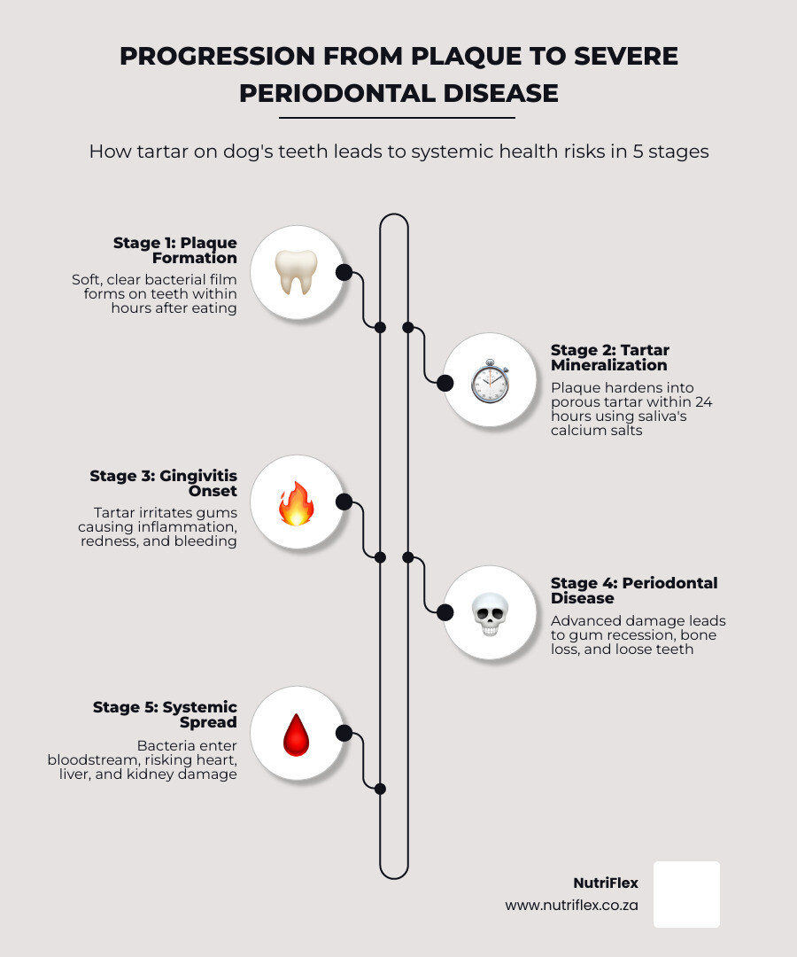 Infographic Showing The Step-By-Step Progression From Plaque Formation To Severe Periodontal Disease In Dogs: Stage 1 - Plaque Forms Within Hours After Eating (Soft, Clear Bacterial Film); Stage 2 - Plaque Mineralizes Into Hard Tartar Within 24 Hours Using Calcium Salts From Saliva; Stage 3 - Tartar Above And Below The Gumline Triggers Gingivitis (Red, Inflamed Gums); Stage 4 - Untreated Gingivitis Advances To Periodontal Disease With Bone Loss And Gum Recession; Stage 5 - Bacteria Enter The Bloodstream Causing Systemic Damage To Heart, Liver, And Kidneys - Severe Tartar On Dog's Teeth Infographic Infographic-Line-5-Steps-Elegant_Beige