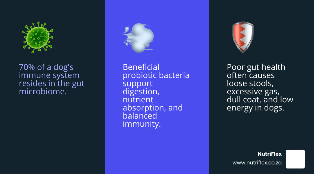 Infographic Showing The Connection Between A Dog's Gut Microbiome And Immune Health: 70% Of Immune System In Gut, Beneficial Bacteria Supporting Digestion And Nutrient Absorption, Probiotic Strains And Their Specific Roles, Signs Of Poor Gut Health In Dogs (Gas, Loose Stools, Dull Coat, Low Energy), And How Human-Grade Standards Improve Supplement Safety And Efficacy - Human Grade Dog Probiotic Powder Infographic 3_Facts_Emoji_Blue Infographic Showing The Connection Between A Dog's Gut Microbiome And Immune Health: 70% Of Immune System In Gut, Beneficial Bacteria Supporting Digestion And Nutrient Absorption, Probiotic Strains And Their Specific Roles, Signs Of Poor Gut Health In Dogs (Gas, Loose Stools, Dull Coat, Low Energy), And How Human-Grade Standards Improve Supplement Safety And Efficacy - Human Grade Dog Probiotic Powder Infographic 3_Facts_Emoji_Blue