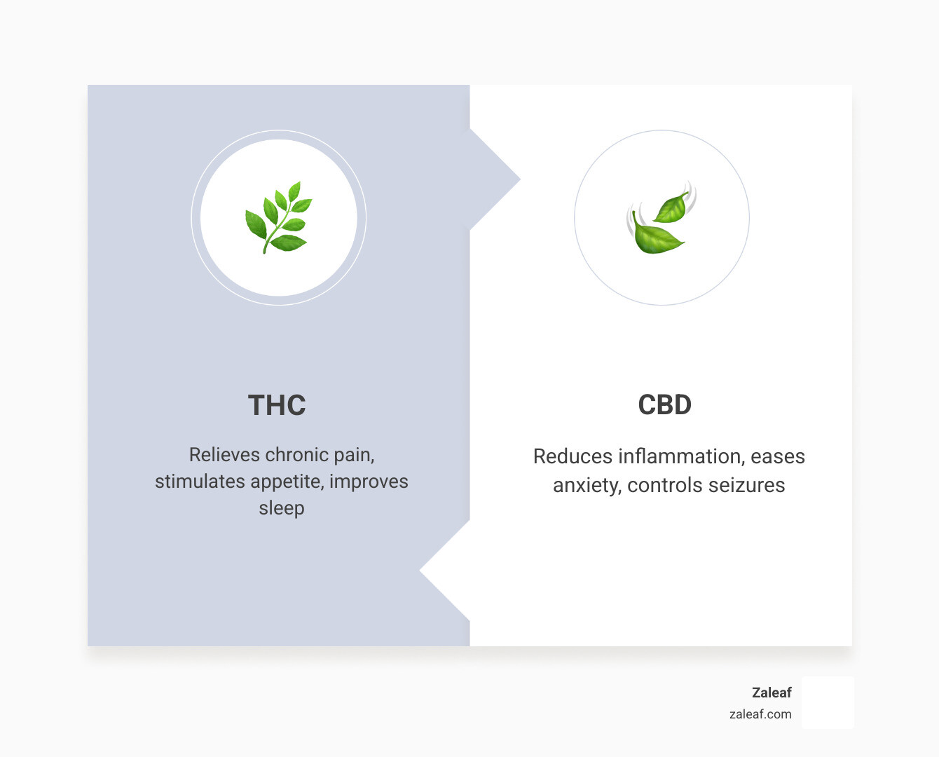 Table comparing THC and CBD: THC is listed for pain relief, appetite, and sleep with psychoactive effects; CBD is listed for inflammation, anxiety, and seizures with non-intoxicating effects - Cannabis for wellness infographic comparison-2-items-formal Table comparing THC and CBD: THC is listed for pain relief, appetite, and sleep with psychoactive effects; CBD is listed for inflammation, anxiety, and seizures with non-intoxicating effects - Cannabis for wellness infographic comparison-2-items-formal