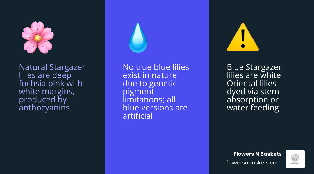 Infographic showing the difference between natural Stargazer lily pigmentation (deep fuchsia pink with white margins, produced by anthocyanins) and artificially dyed blue Stargazer lilies (white Oriental lilies with blue dye absorbed through stem or water feeding), including key facts: bred in 1974, toxic to cats, grows 24-36 inches, no blue lily exists in nature - blue stargazer lily infographic 3_facts_emoji_blue