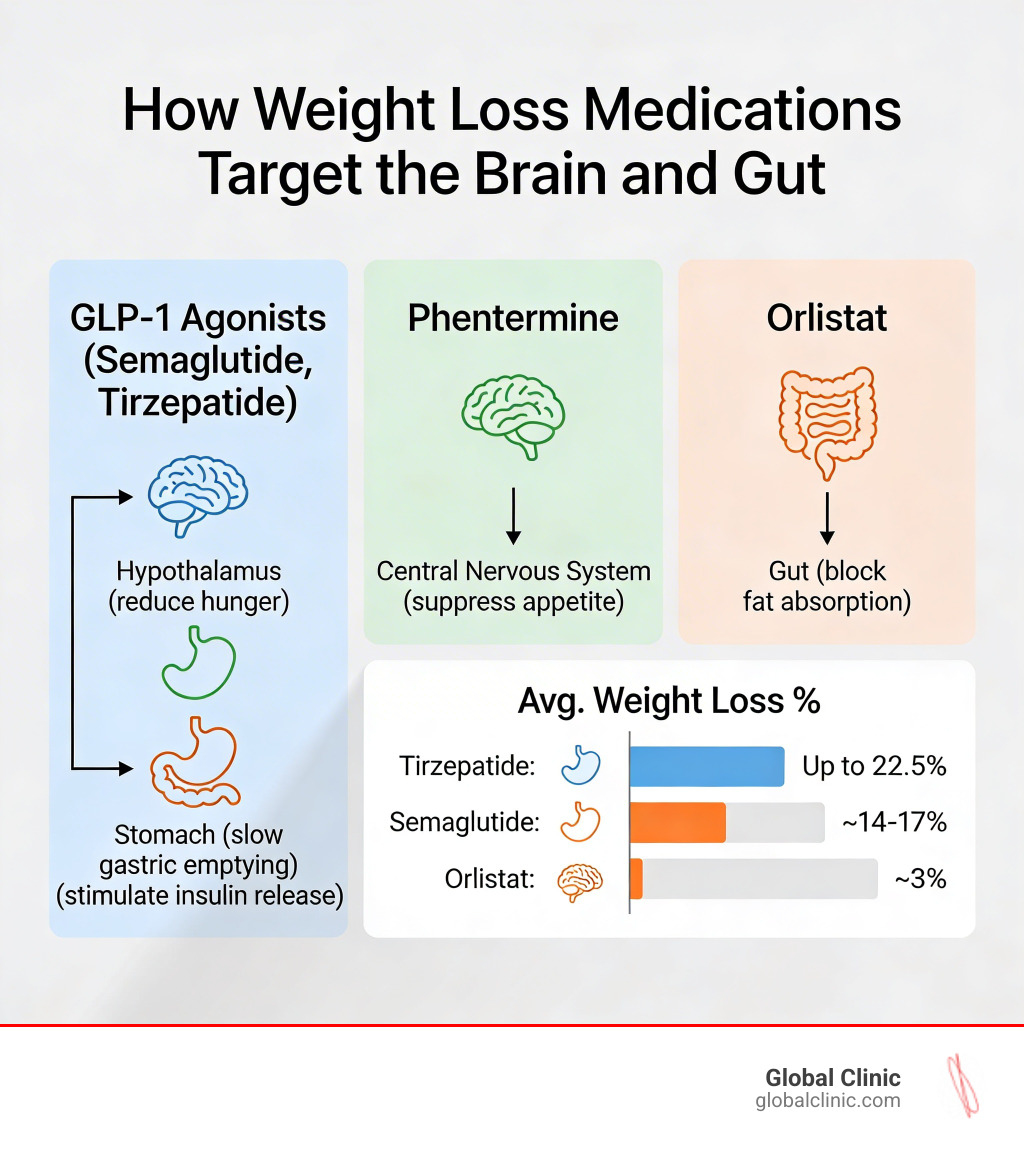Infographic showing how weight loss medications target the brain and gut: GLP-1 agonists like semaglutide and tirzepatide signal the hypothalamus to reduce hunger, slow gastric emptying to increase fullness, and stimulate insulin release; older drugs like phentermine act on the central nervous system to suppress appetite; orlistat works in the gut to block fat absorption; a side-by-side comparison shows average weight loss percentages for each drug class with labeled arrows pointing to brain, stomach, and intestine targets - best weight loss meds infographic 