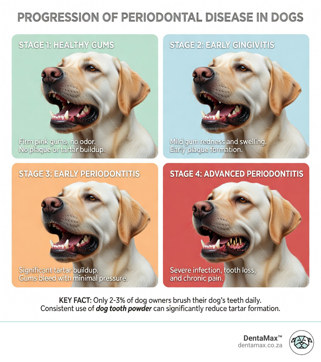 Infographic showing stages of periodontal disease in dogs from healthy gums to advanced tartar and tooth loss, dog tooth