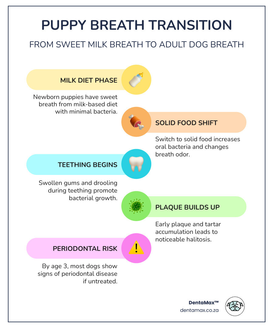 Infographic showing transition from sweet puppy breath to adult dog bad breath and key treatment steps - puppies bad breath