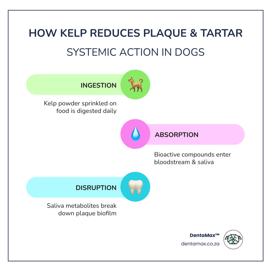 How kelp reduces plaque and tartar in dogs: mechanism, timeline and expected results - tartar control kelp based infographic
