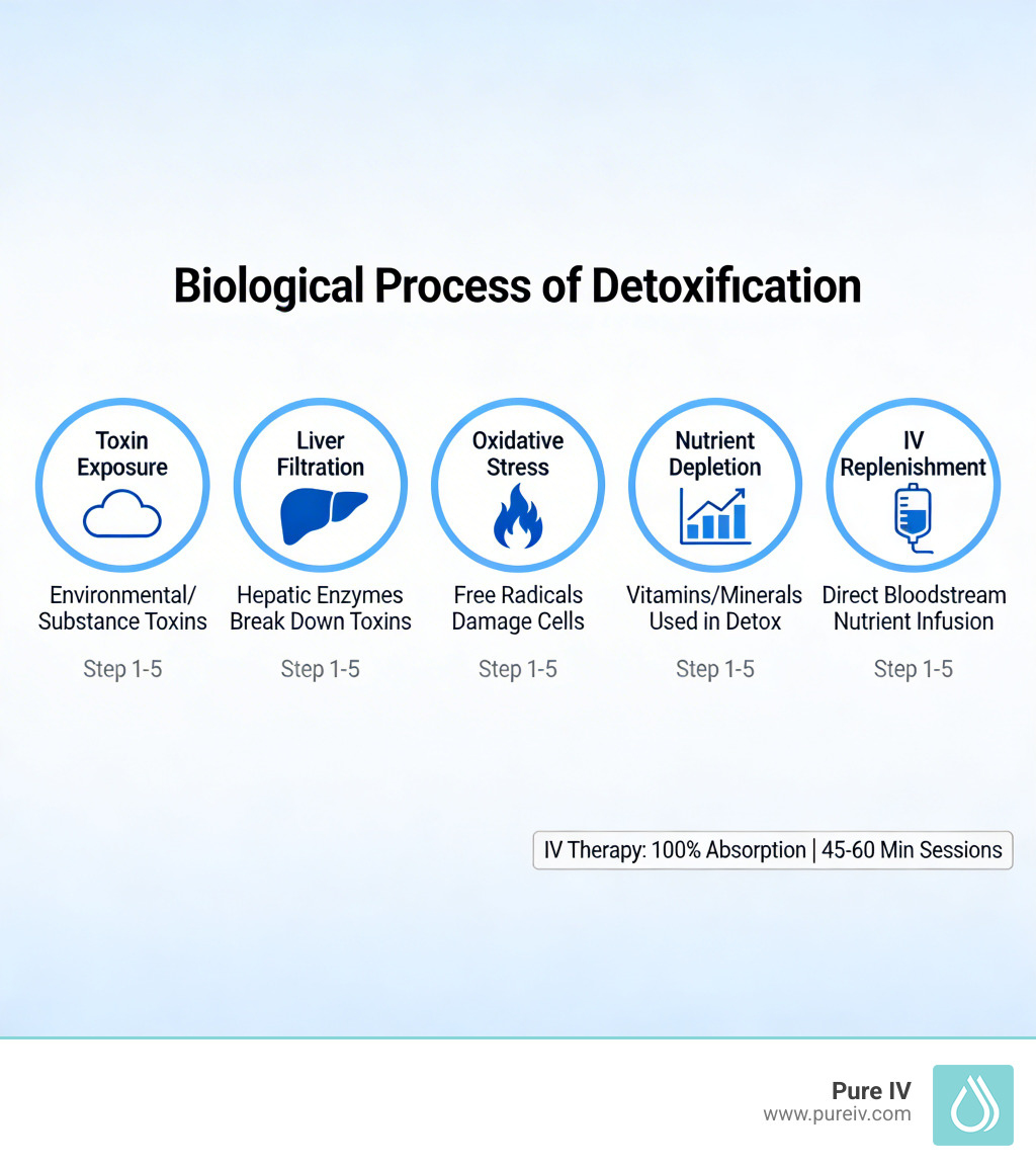 Biological process of detoxification: toxin exposure, liver filtration, oxidative stress, nutrient depletion, and IV