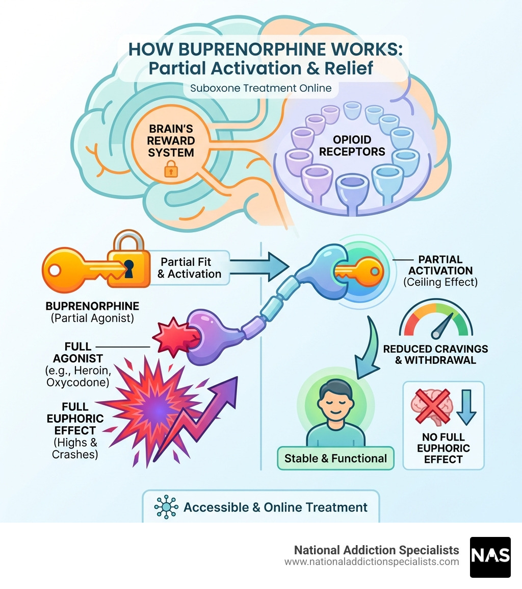 Diagram showing how buprenorphine works by partially activating opioid receptors in the brain, reducing cravings and withdrawal symptoms without causing a full euphoric effect - suboxone treatment online