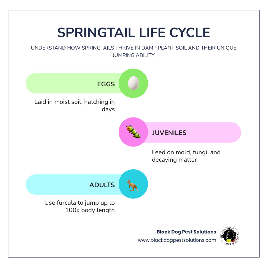 Infographic showing springtail life cycle, jumping mechanism, and top 5 removal steps for houseplants - how to get rid of Infographic showing springtail life cycle, jumping mechanism, and top 5 removal steps for houseplants - how to get rid of